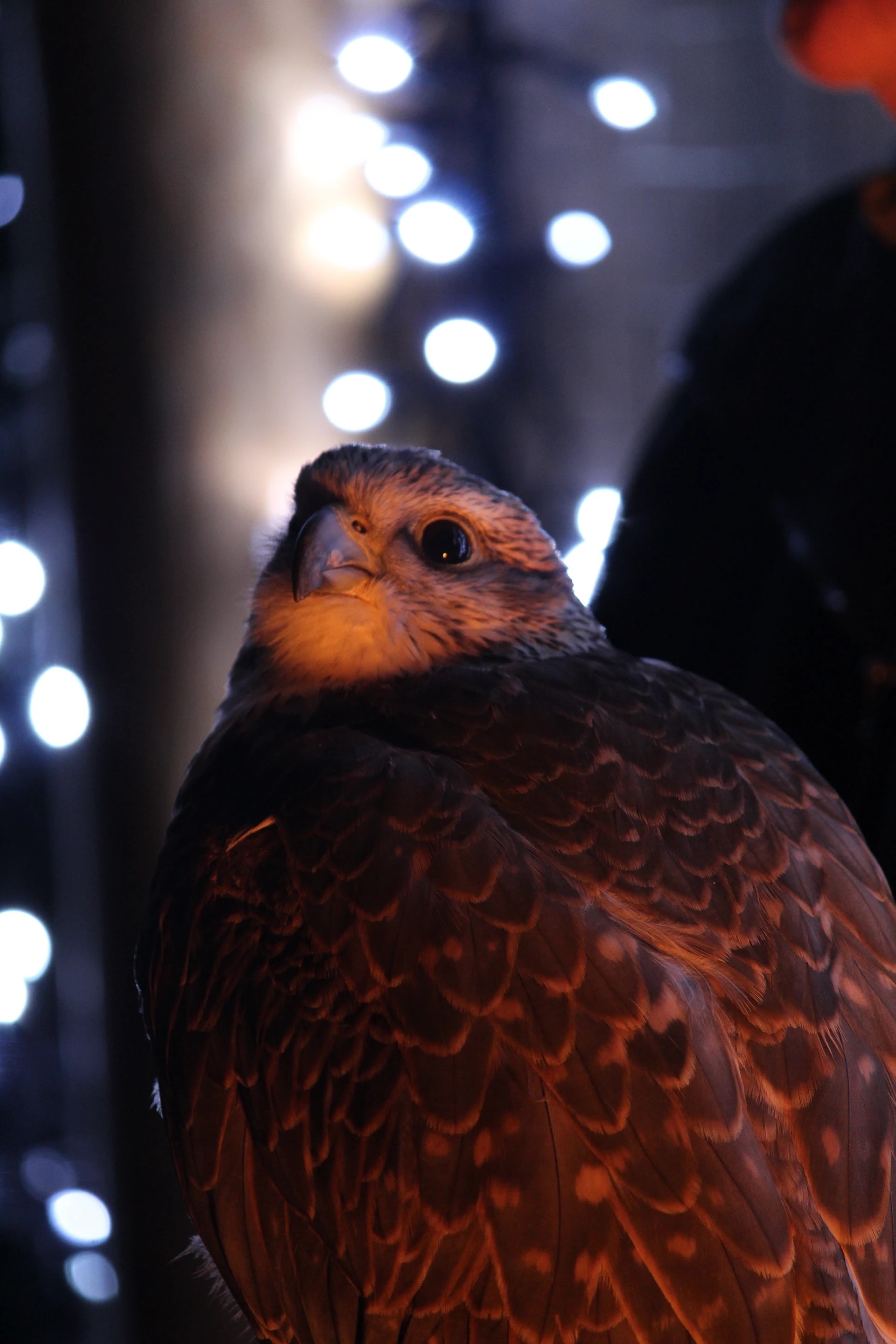 Bird 3