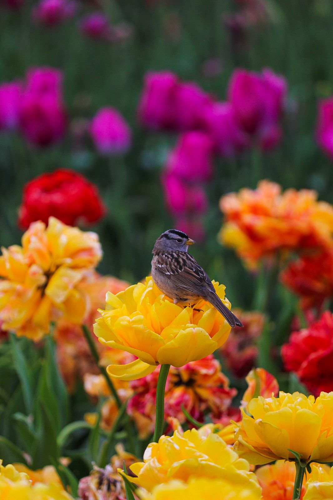 Bird on flowers