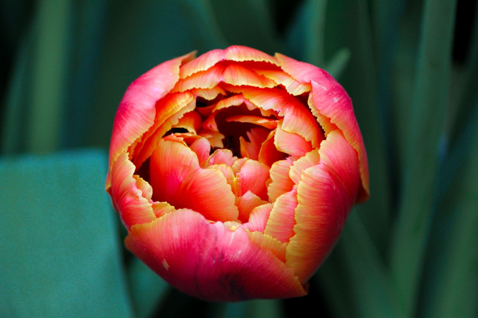 Flowers 1