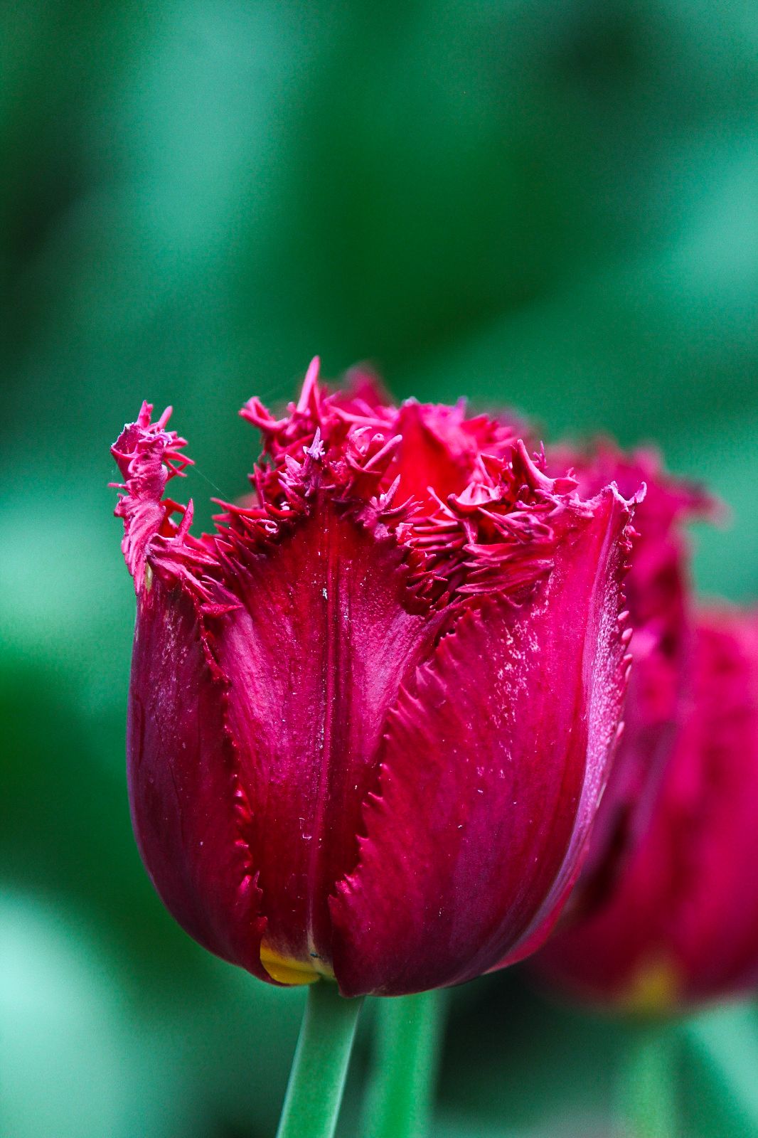 Flowers 2