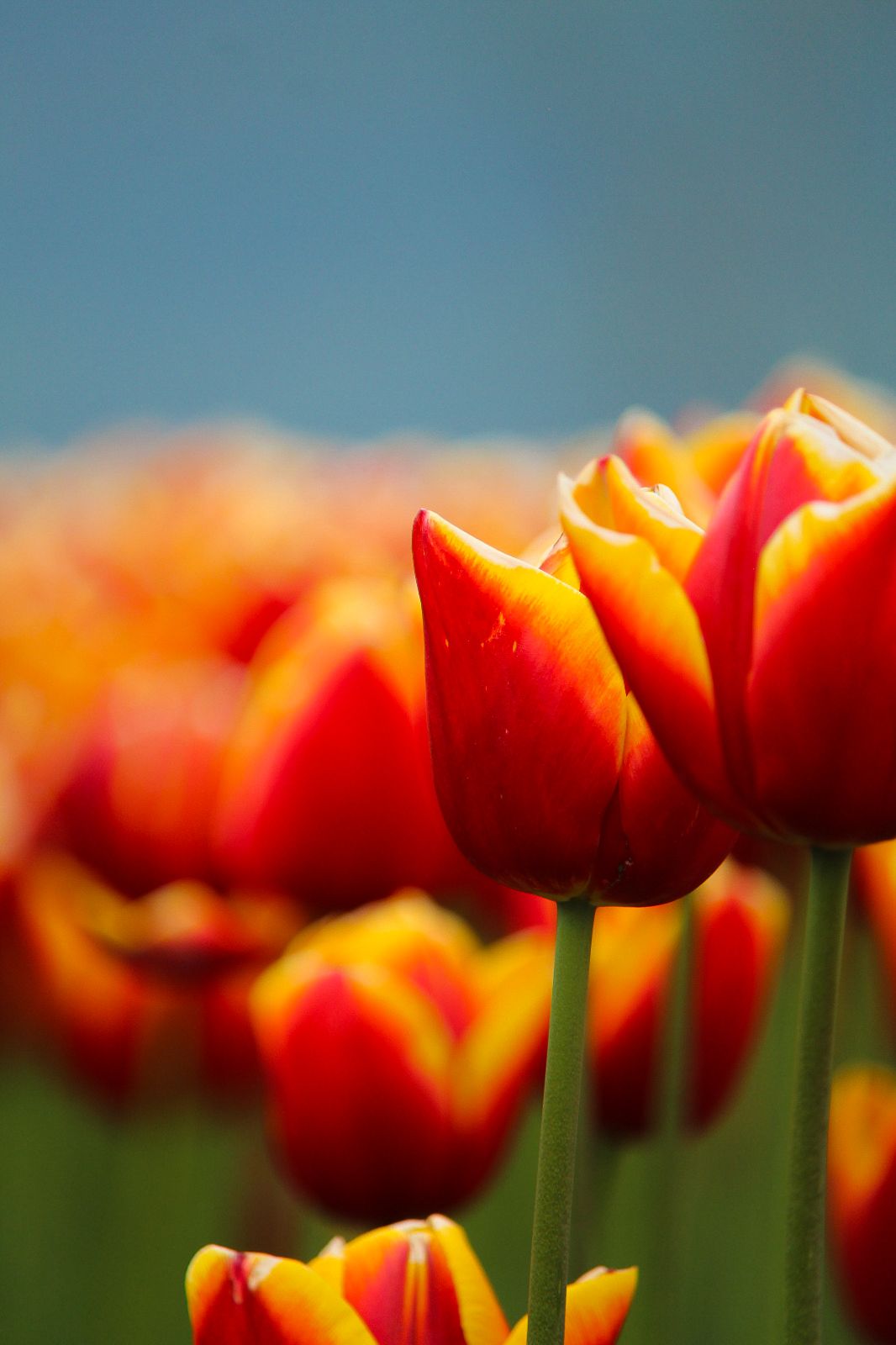 Flowers 3