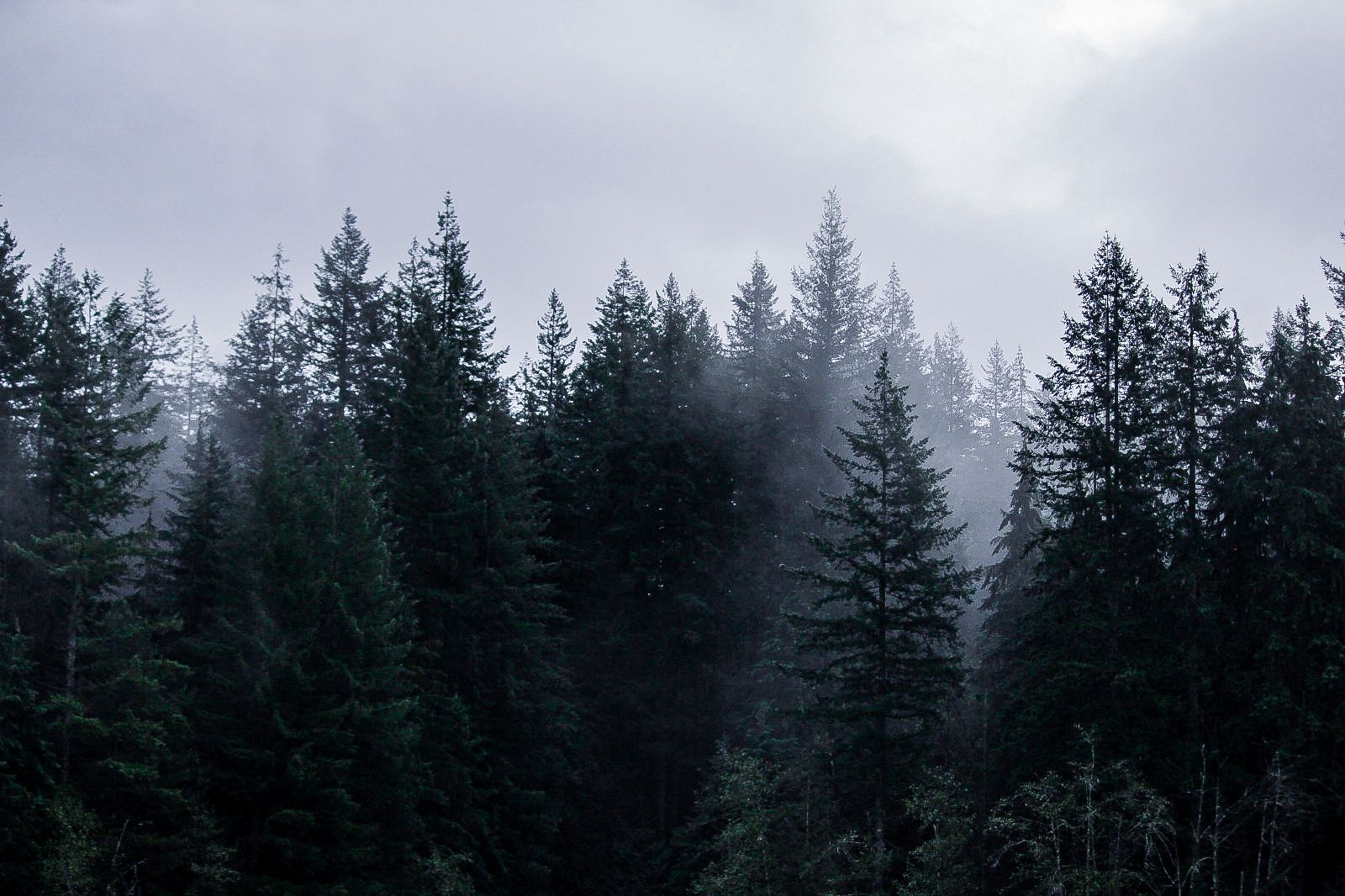Misty trees