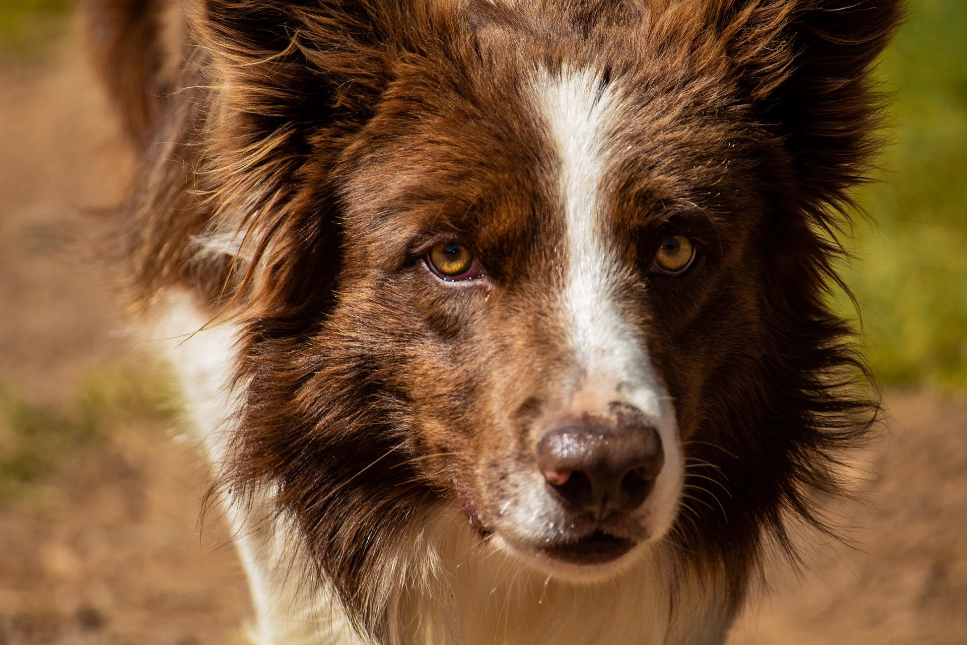 Perro
