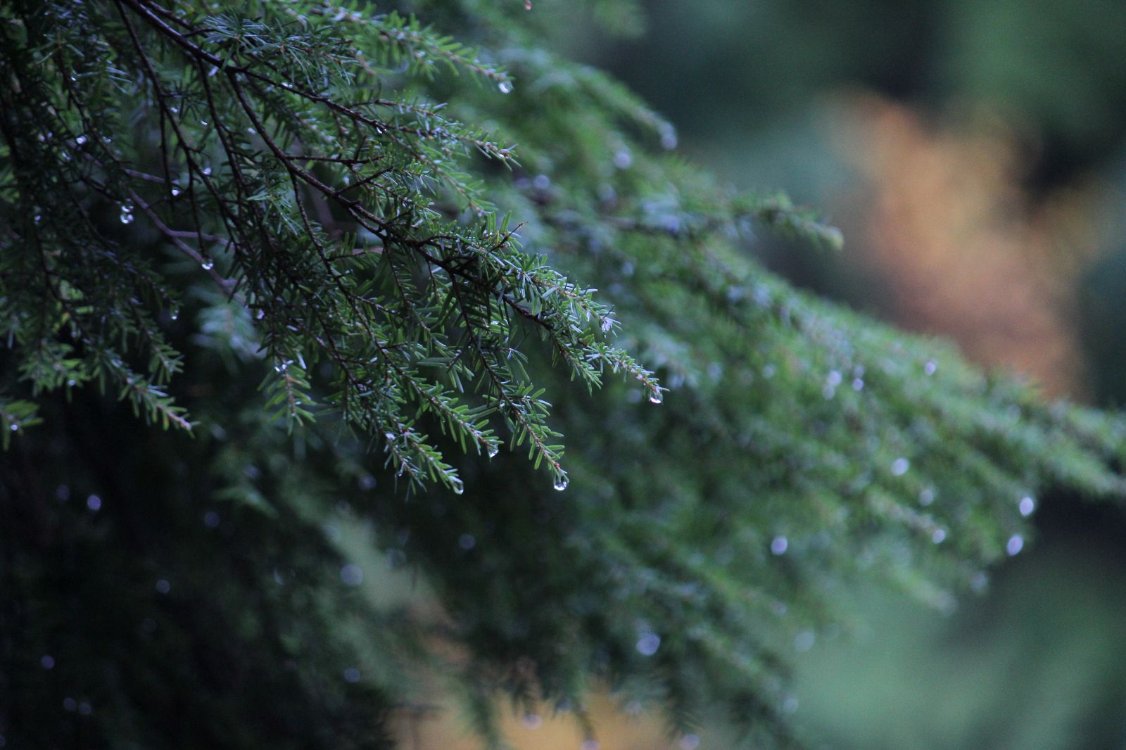 Trees