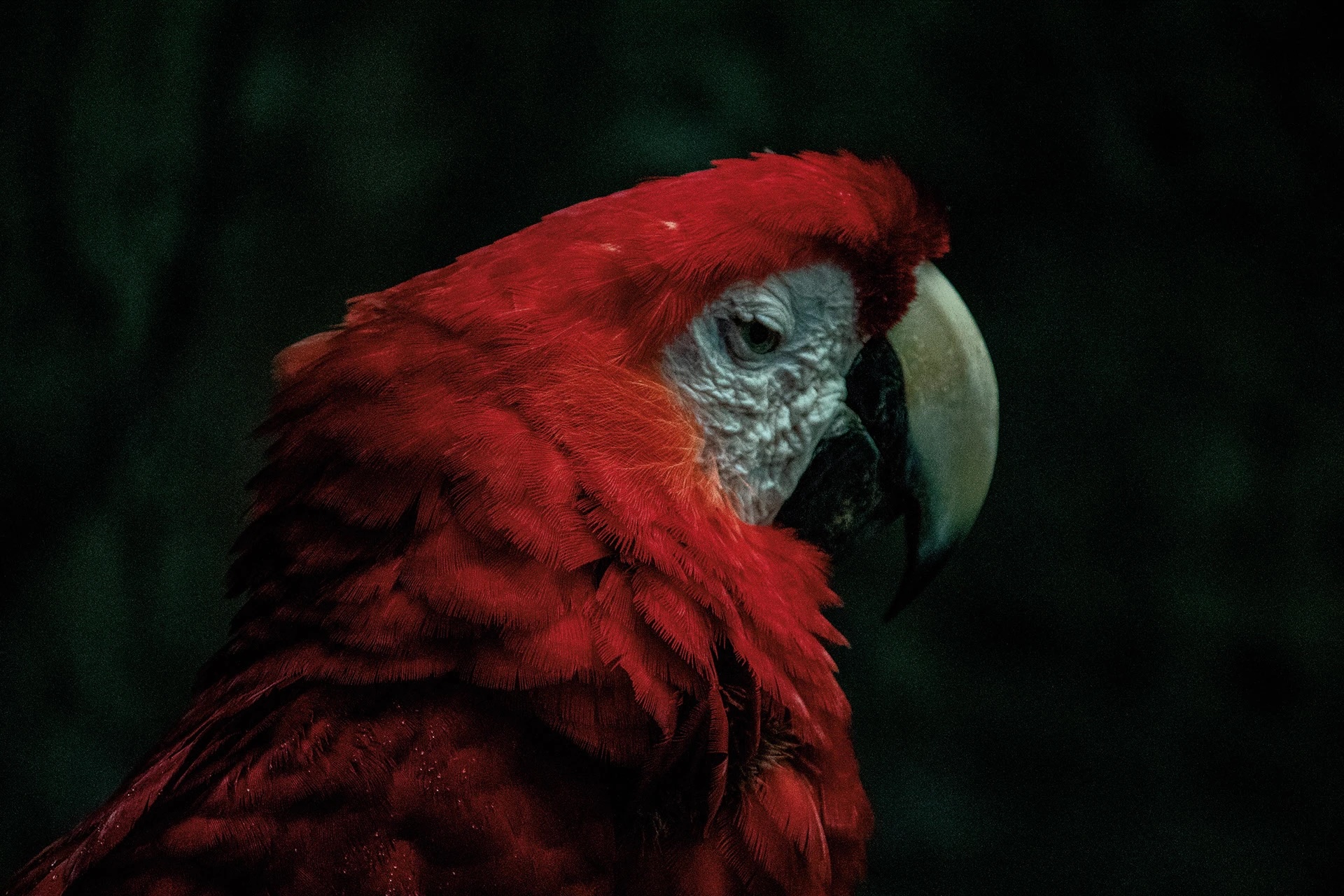 Parrot